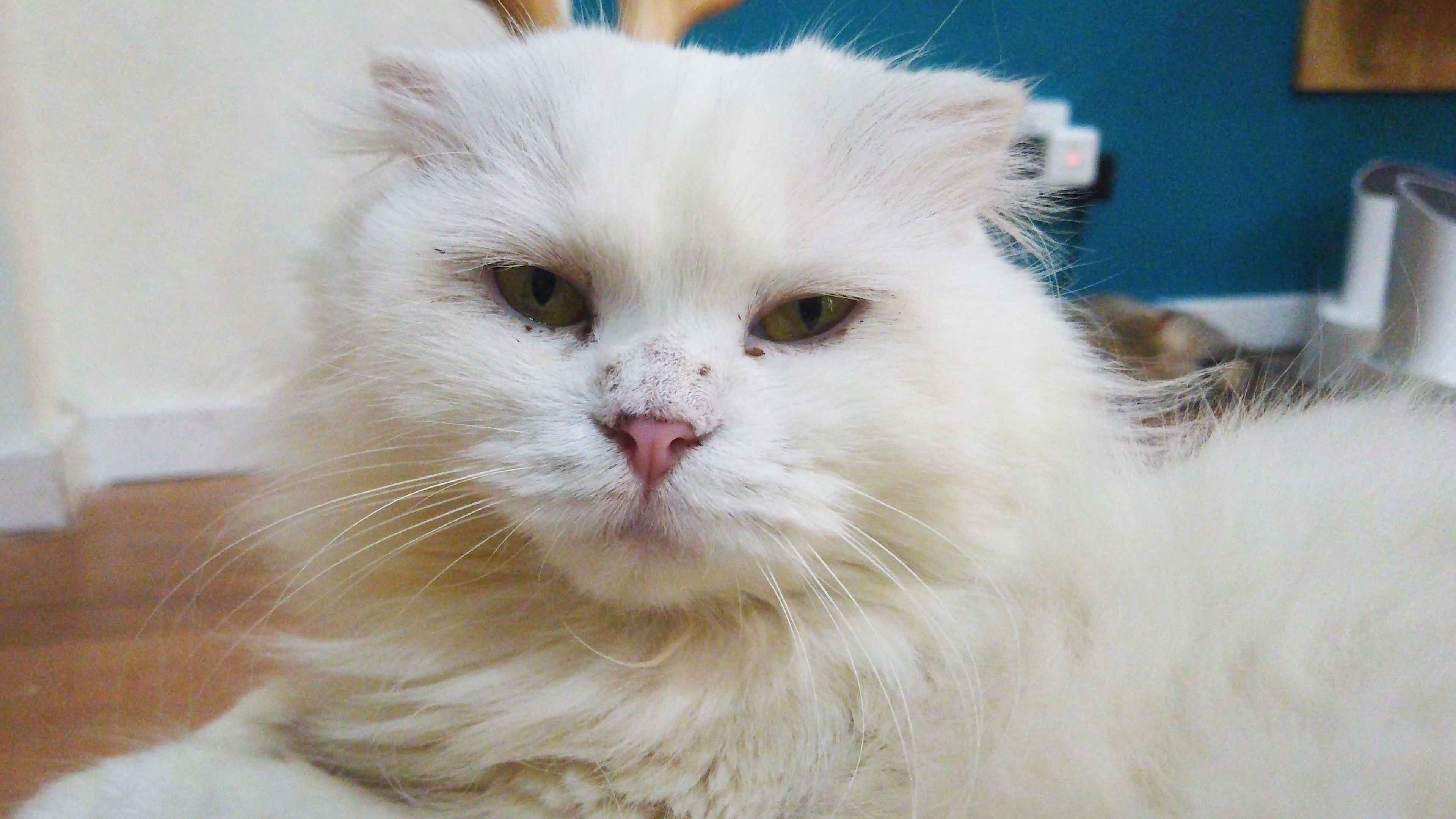 4K实拍打瞌睡的白色长毛猫视频的预览图