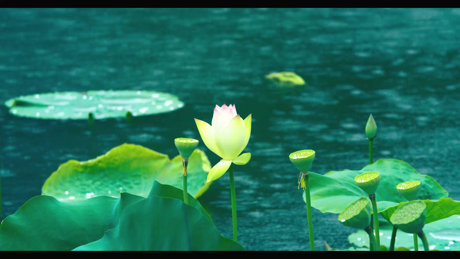 4K实拍雨中的莲花莲藕视频素材视频的预览图