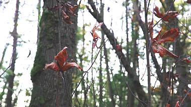 4K实拍秋天森林树上挂着的枯叶视频的预览图