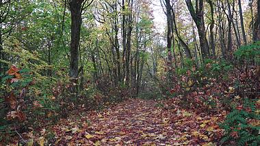 4K实拍慢镜头北美森林丛中的落叶视频的预览图