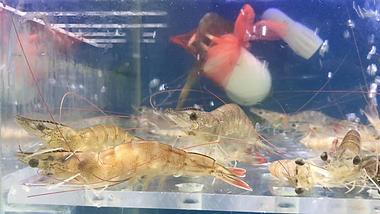 4k实拍海鲜虾基围虾视频的预览图