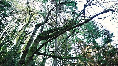 4K实拍仰拍秋天森林中的长满青苔的大树视频的预览图