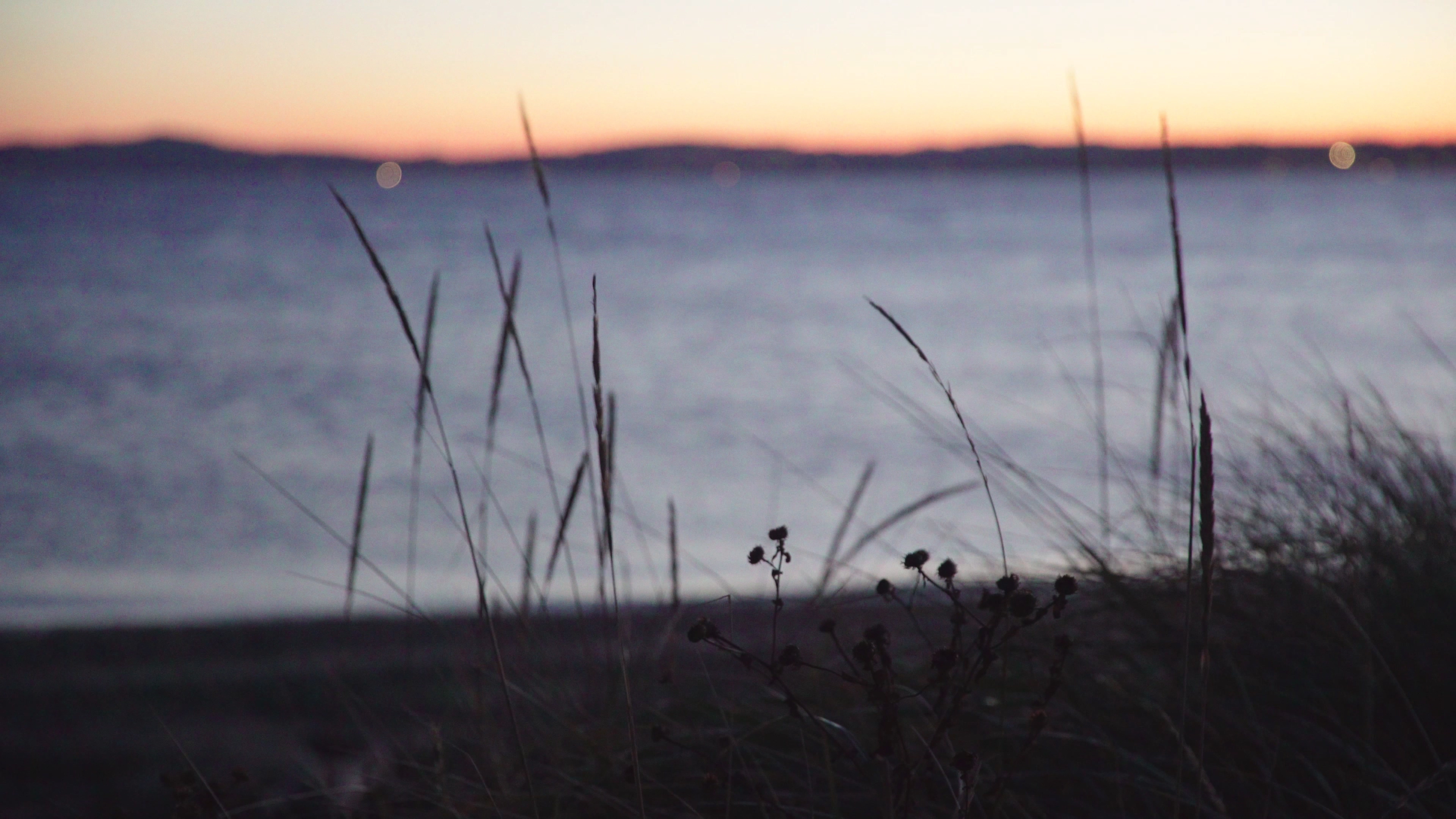4K实拍夕阳下海风吹动的草视频的预览图