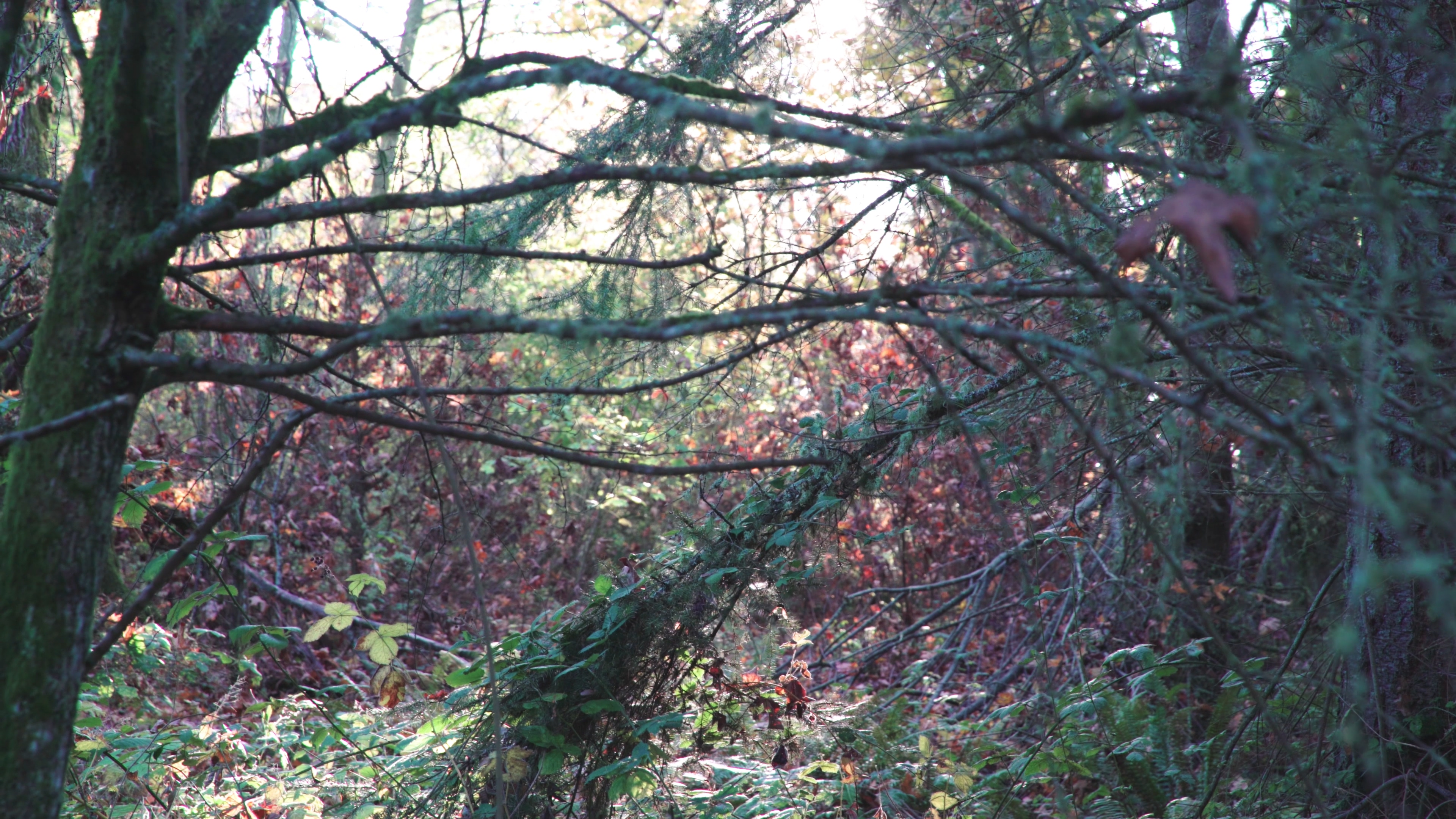 4K实拍秋天森林丛中飘落的树叶视频的预览图