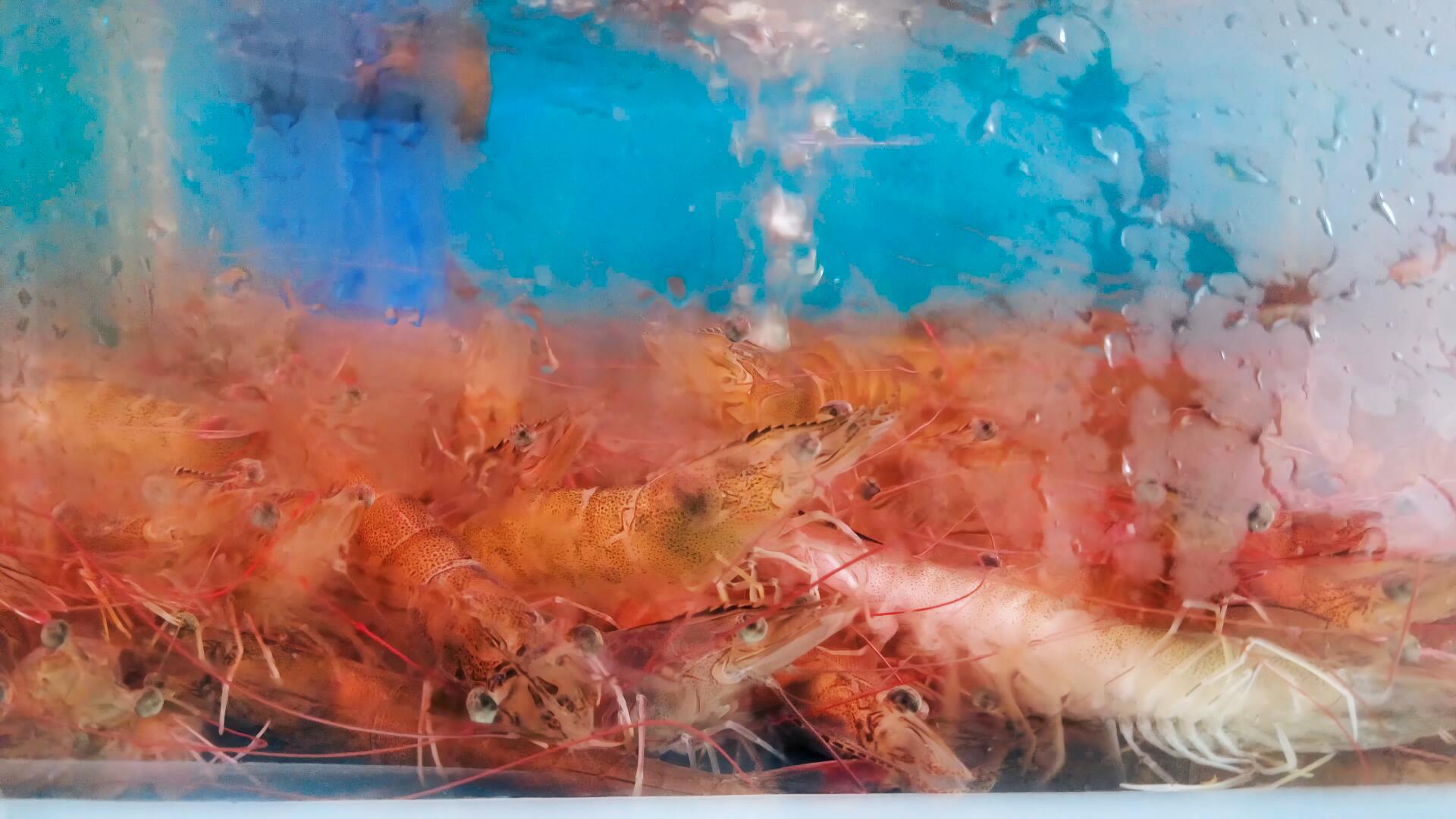 实拍海鲜市场售卖生猛虾视频的预览图