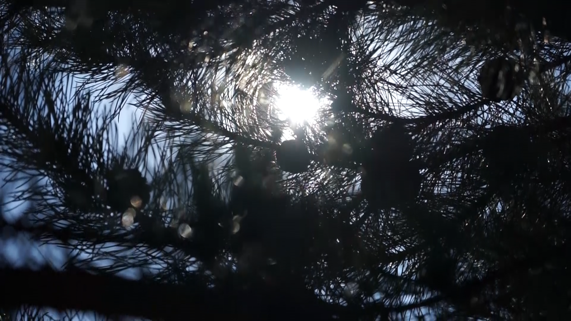 阳光树林光线清晨视频素材视频的预览图