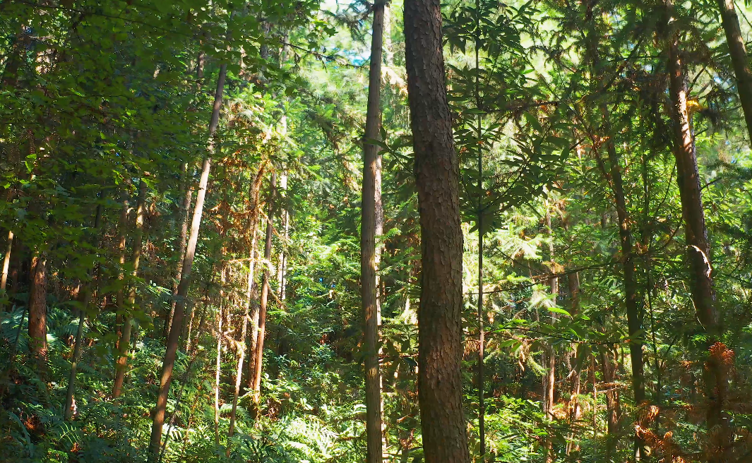 4K实拍阳光下的森林树木视频视频的预览图