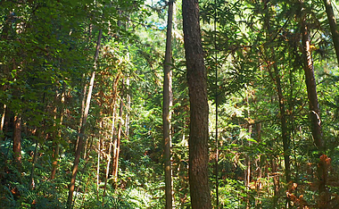 4K实拍阳光下的森林树木视频视频的预览图