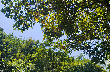 4K秋天绿树落叶飘散空镜视频视频的预览图