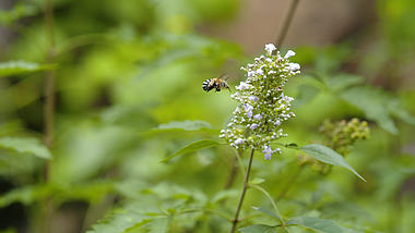 1080P花丛中采蜜的蜜蜂视频的预览图