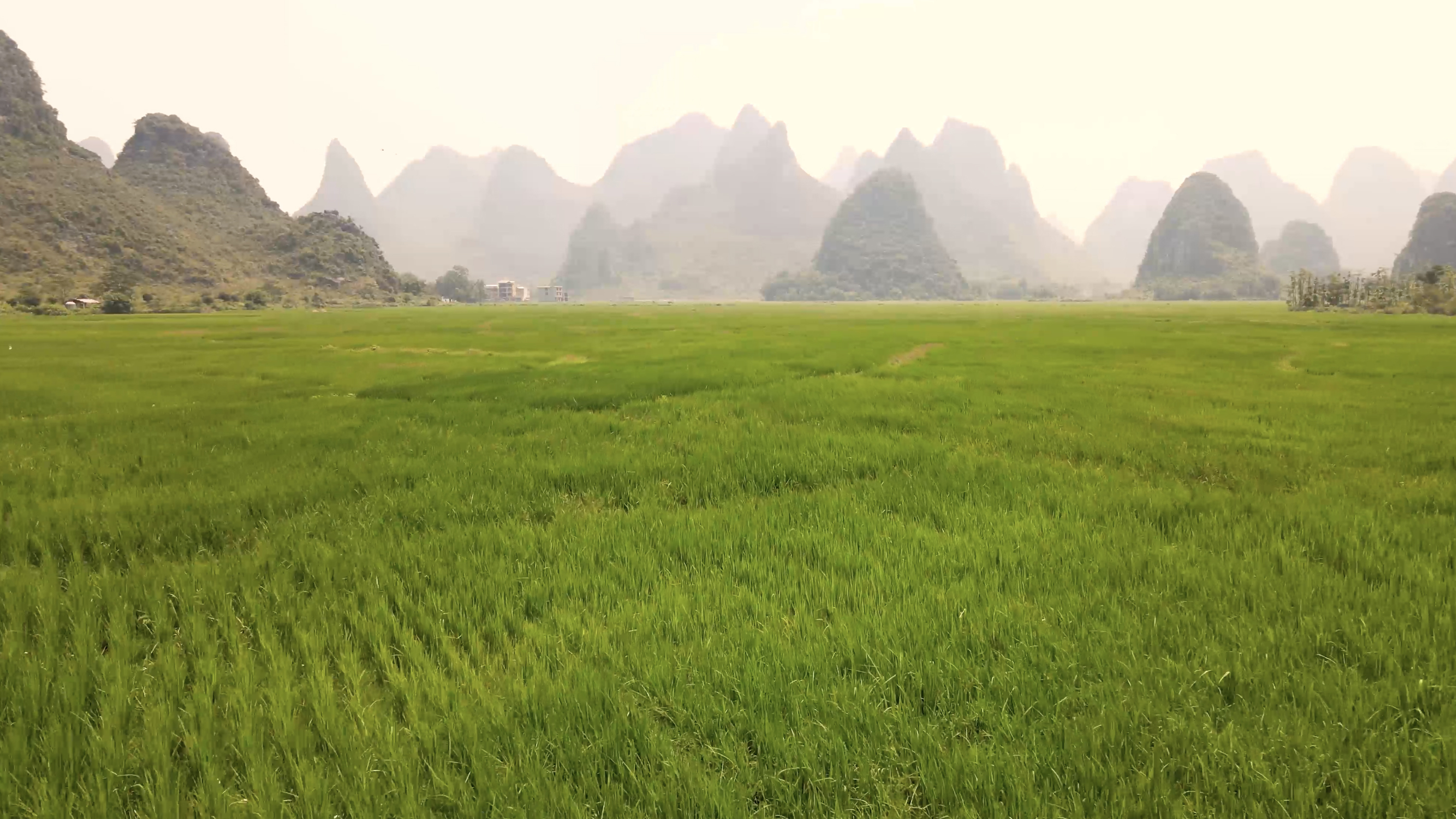 4k低角度航拍一望无际的稻田视频视频的预览图