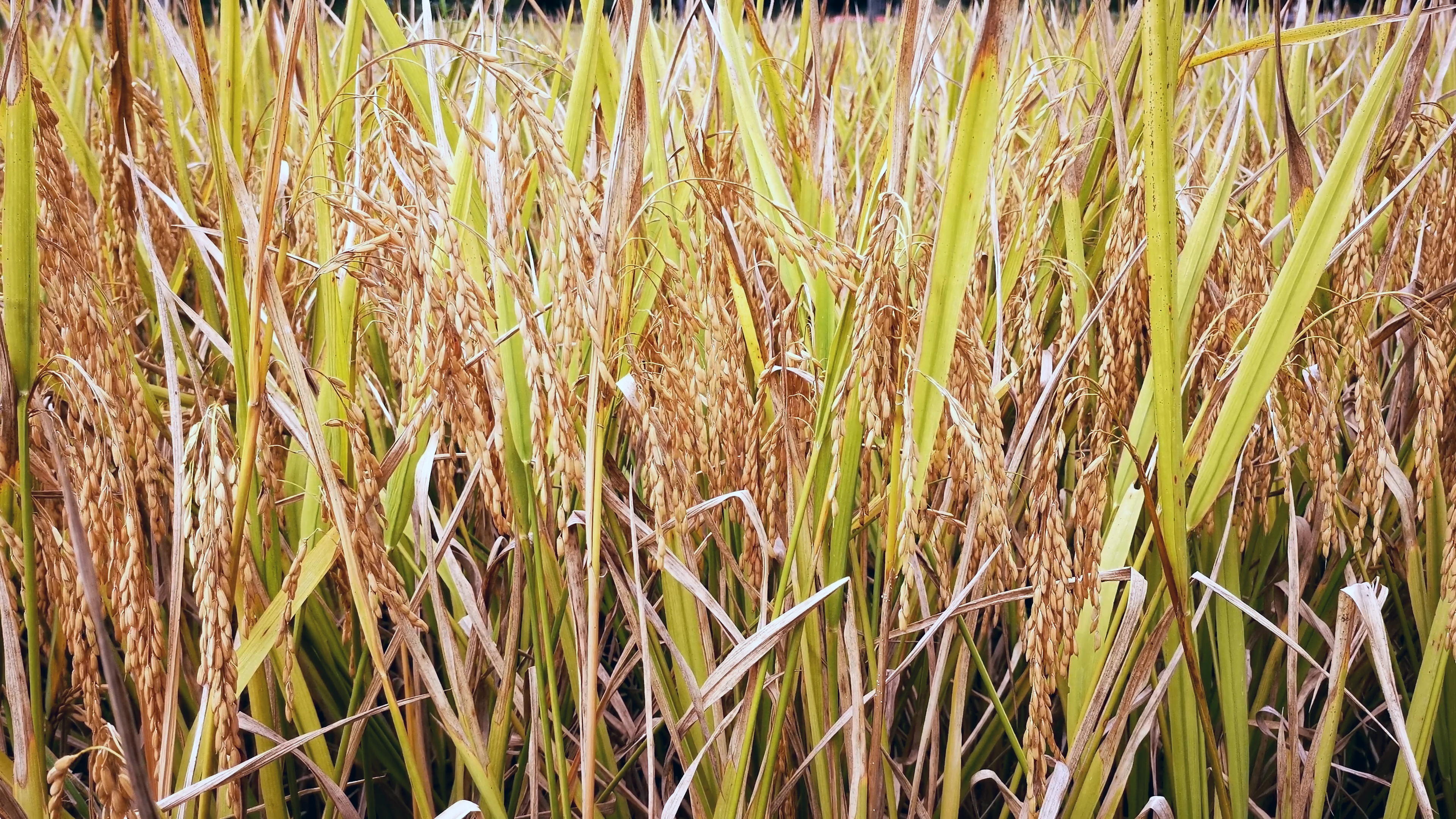 4K实拍金黄水稻种植地视频视频的预览图