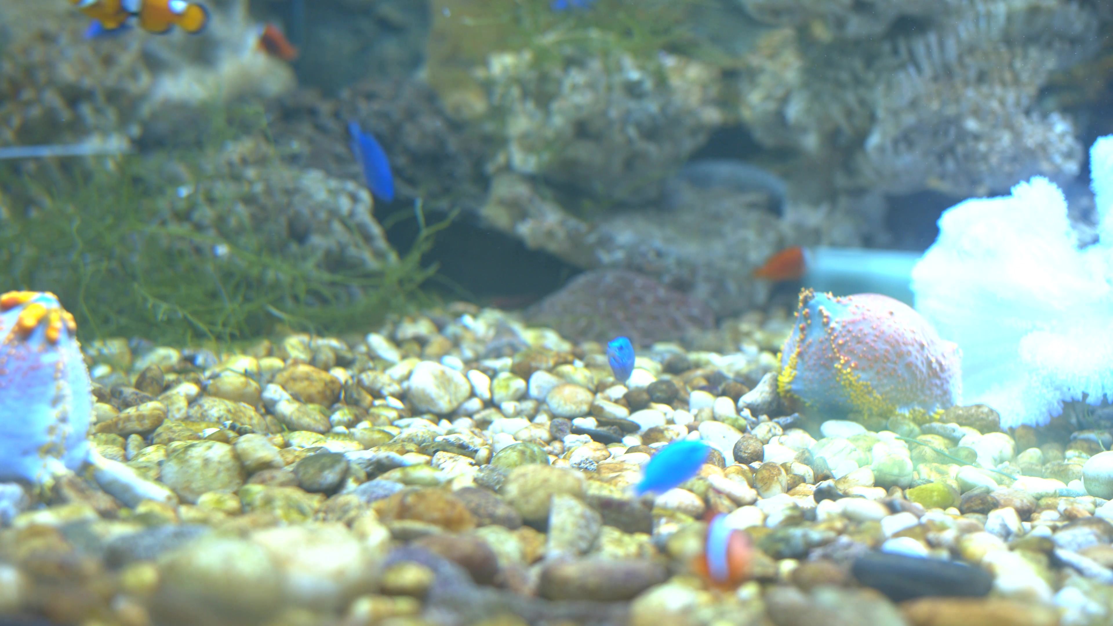4K实拍海洋馆鱼儿在鱼缸里游动视频素材视频的预览图