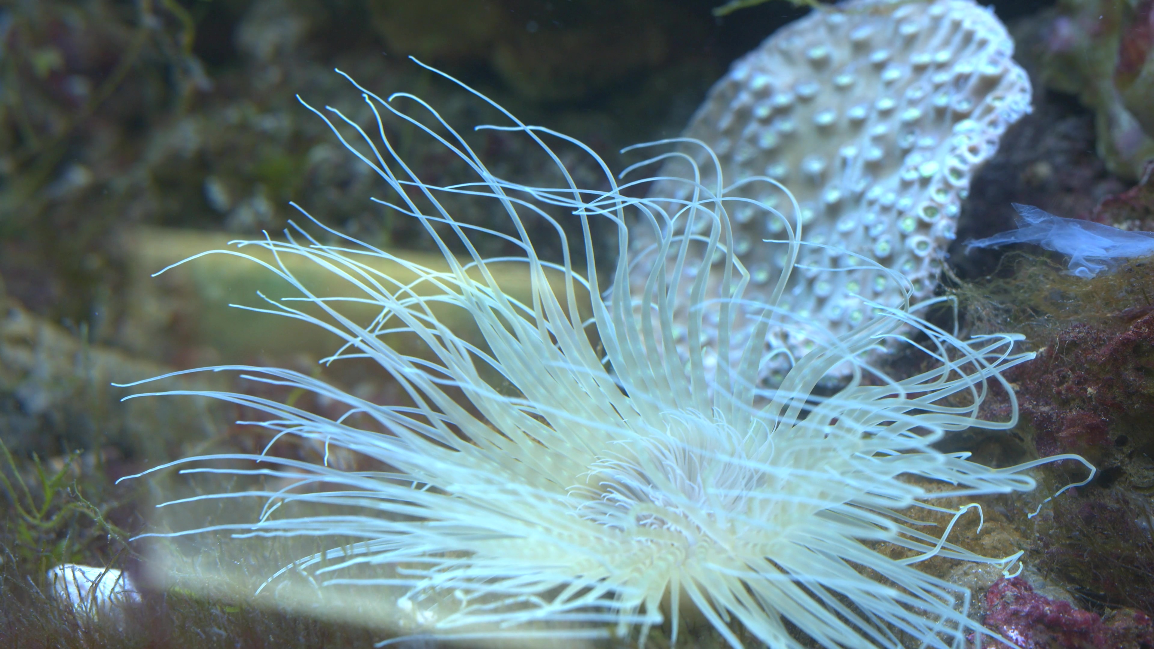 4K实拍海葵在水里舞动触手视频素材视频的预览图
