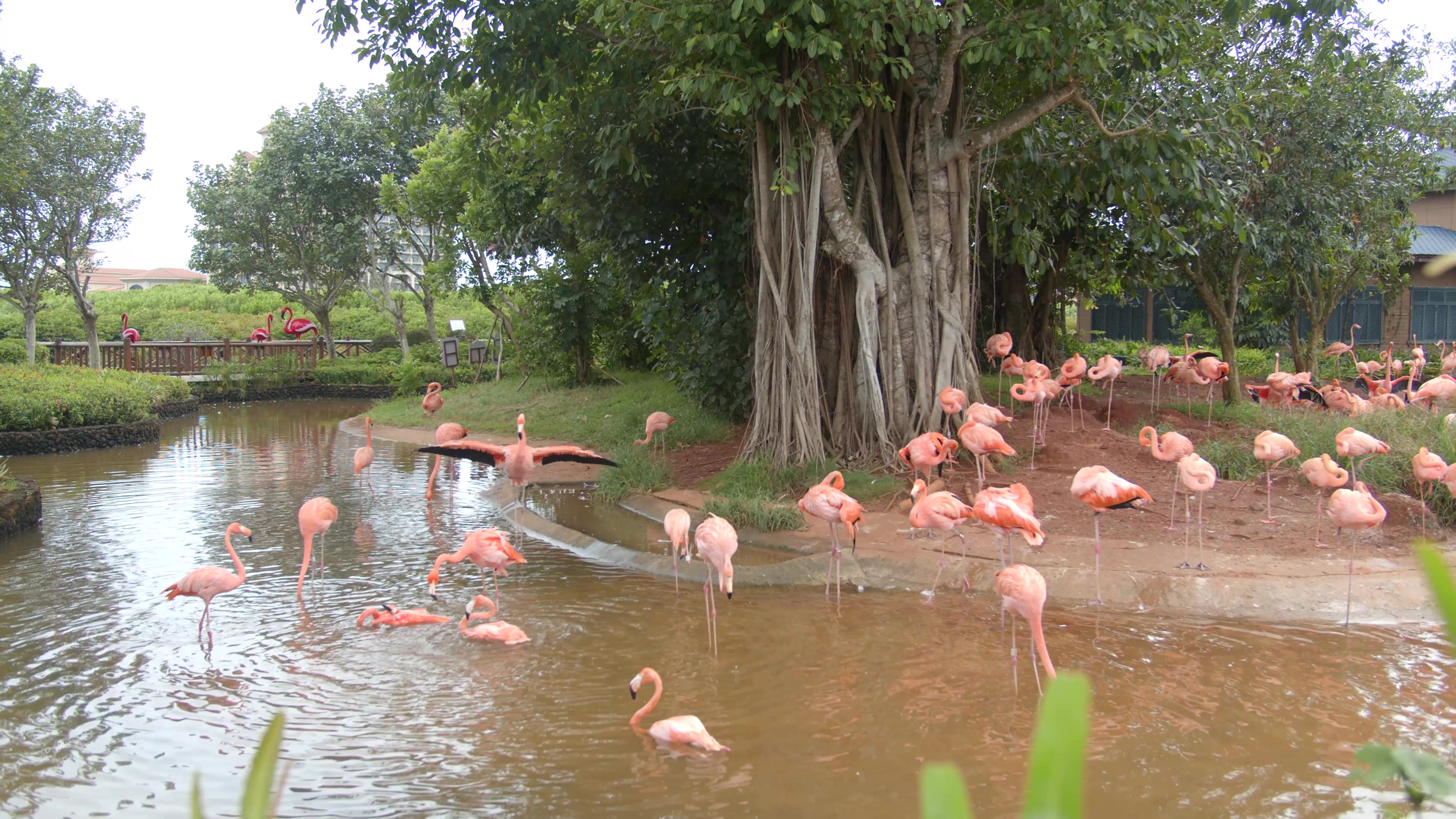 4K实拍粉色天鹅火烈鸟在公园里戏水视频素材视频的预览图
