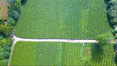4k茶园茶农采茶农业种植航拍视频的预览图