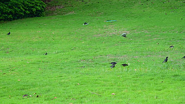 4K公园草地上觅食的鸟群视频的预览图