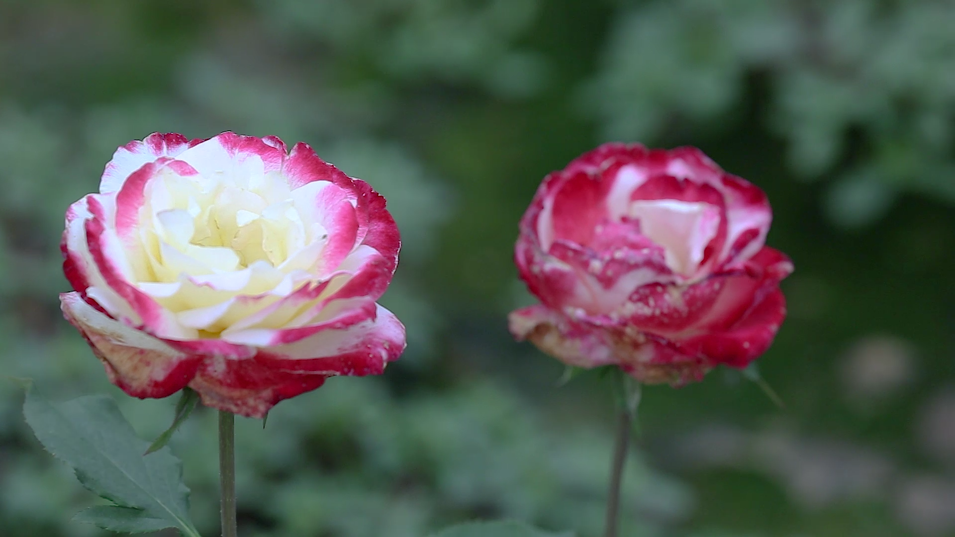 高清实拍空镜头之微风中的玫瑰花视频的预览图