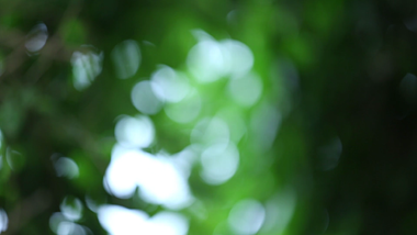 唯美光斑高清实拍空镜头之微风中的绿叶视频的预览图