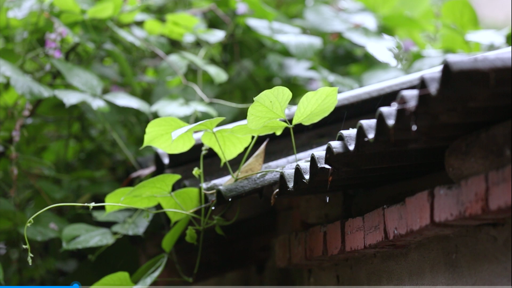 高清实拍家乡雨天之屋檐水滴唯美景色视频的预览图