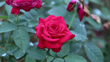 唯美高清实拍空镜头之微风中的红玫瑰花视频的预览图