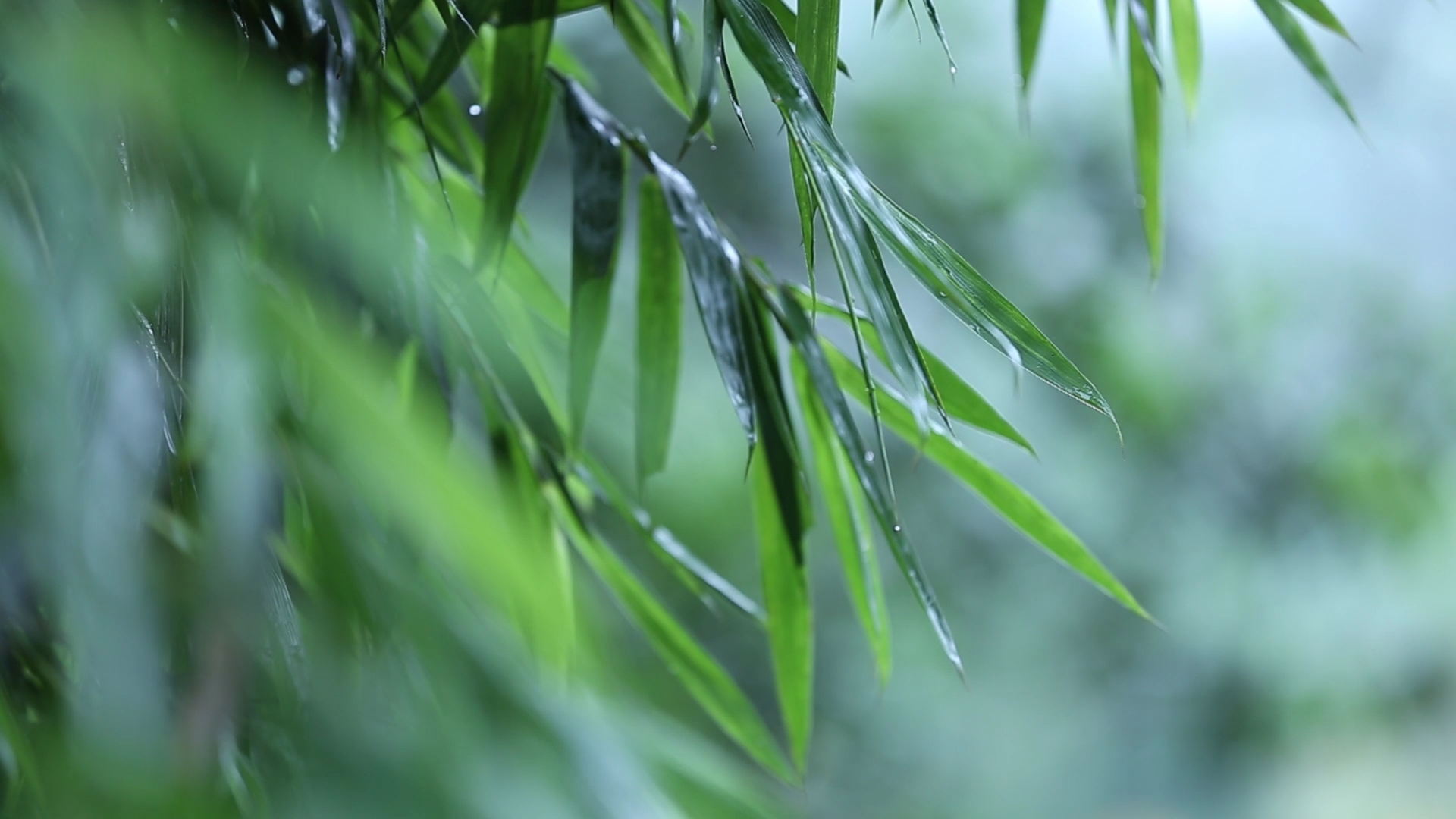 唯美空镜头高清实拍之微风中的竹叶飞舞视频的预览图