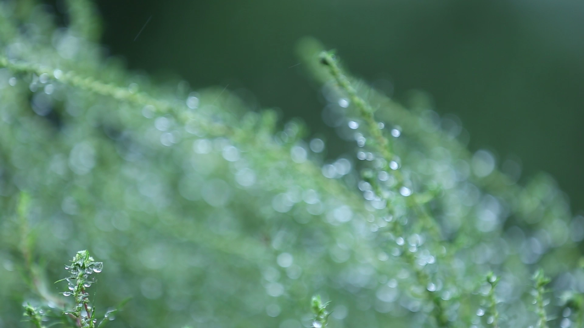 唯美空镜头高清实拍之微风中带水珠的野草视频的预览图