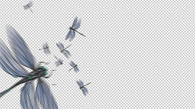 一群蜻蜓飞舞无限循环透明通道挂件视频的预览图