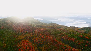 4k航拍秋天山区红叶树林风景实拍视频视频的预览图