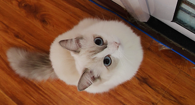 4k高清宠物猫布偶猫品种猫特写视频视频的预览图