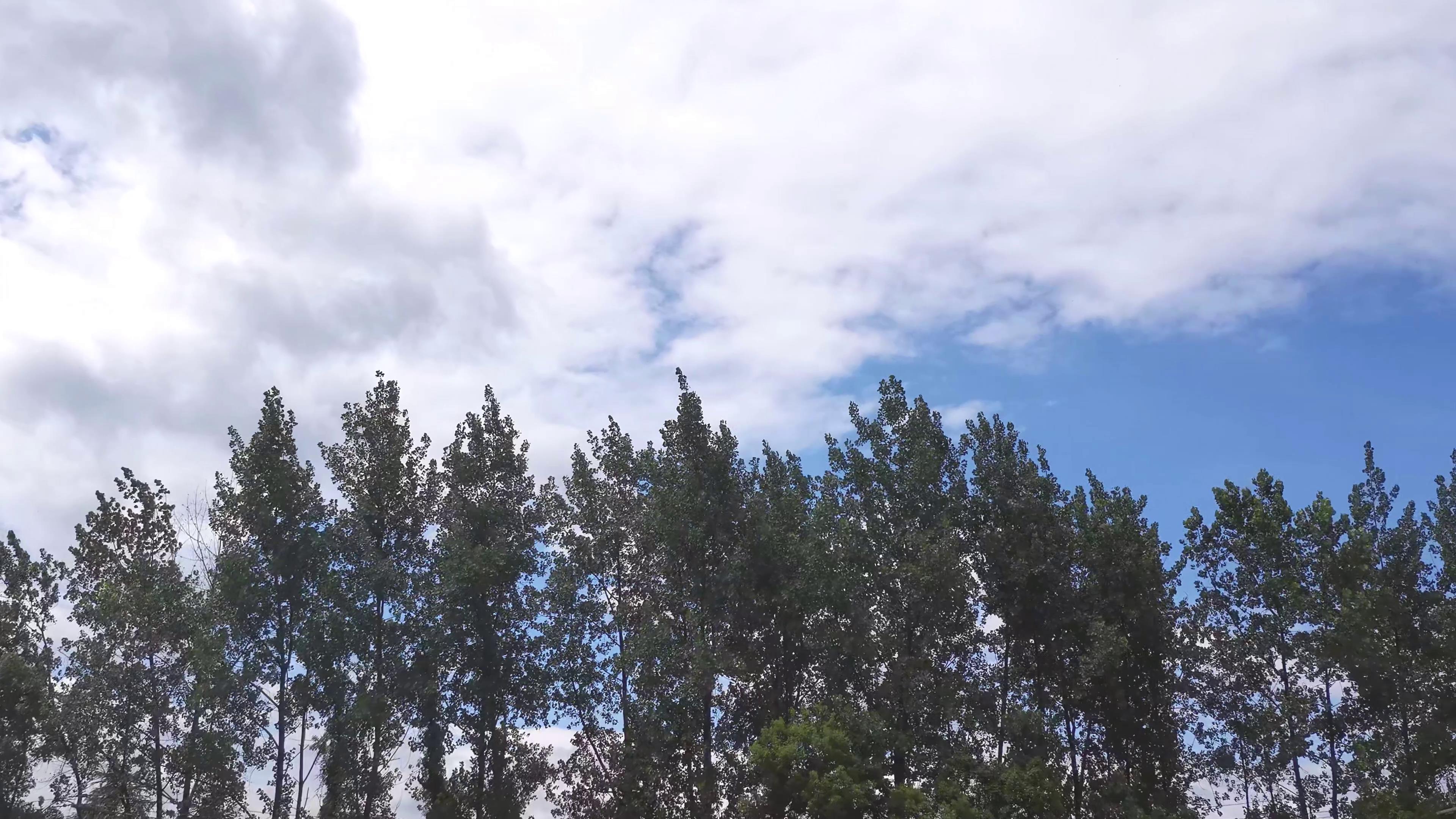 4K实拍蓝天下的白杨树视频的预览图