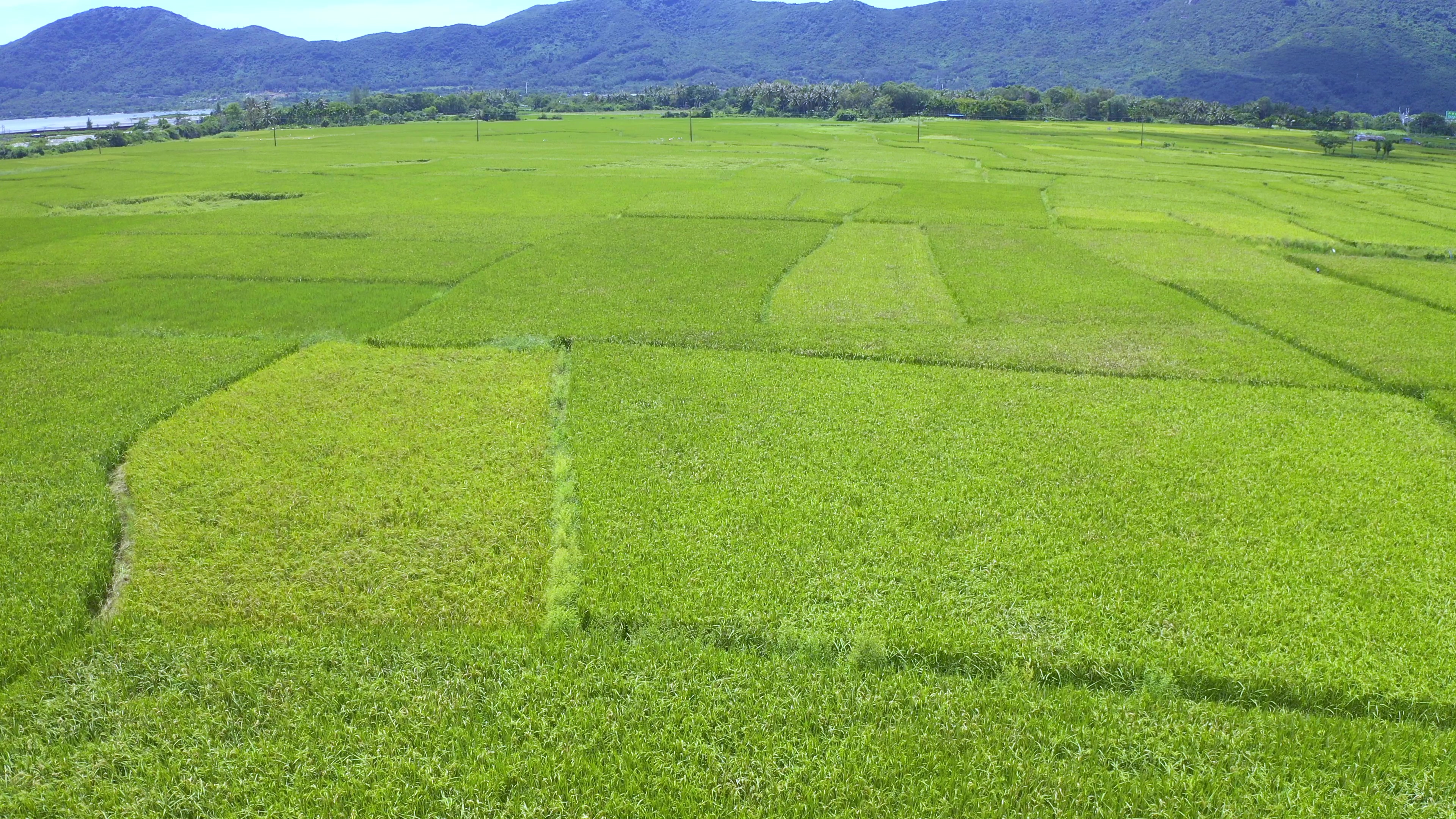 4K航拍三亚水稻公园水稻实验基地视频的预览图