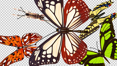 花蝴蝶飞过转场透明通道视频的预览图