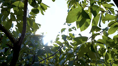 4k通透阳光光晕下的绿植实拍视频视频的预览图