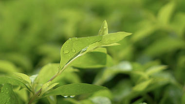 4k清新唯美的雨中绿植花草微距镜头视频的预览图