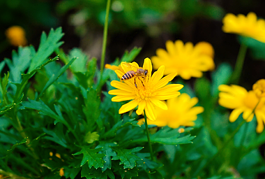 4K实拍蜜蜂花朵采蜜素材视频的预览图