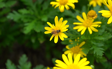 1080p实拍高清升格蜜蜂采蜜空镜视频视频的预览图