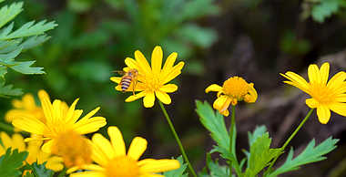 4K实拍蜜蜂花朵采蜜视频视频的预览图