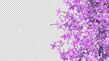 清新紫色小花飘落无限循环装饰素材透明通道视频的预览图