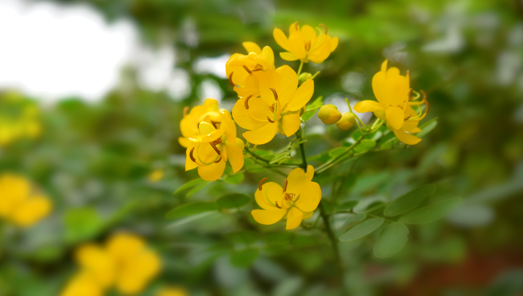 4K实拍黄色花卉花朵特写素材视频视频的预览图