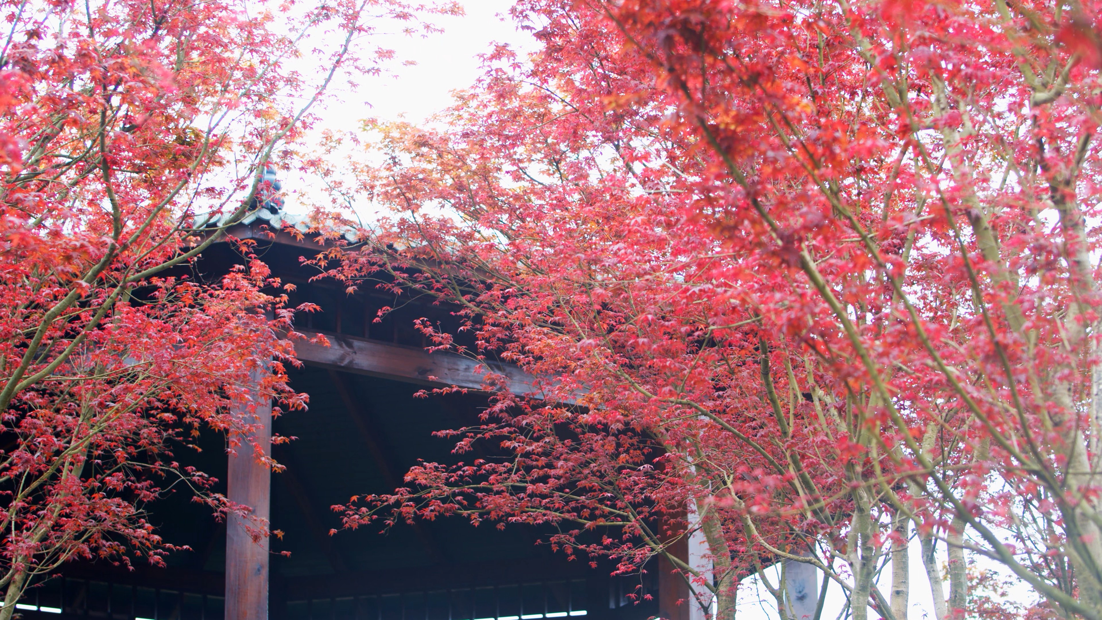 4K实拍凉亭前秋天红叶风景视频素材视频的预览图