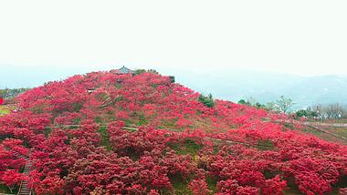 4K航拍秋天满山红色枫叶风景视频素材视频的预览图