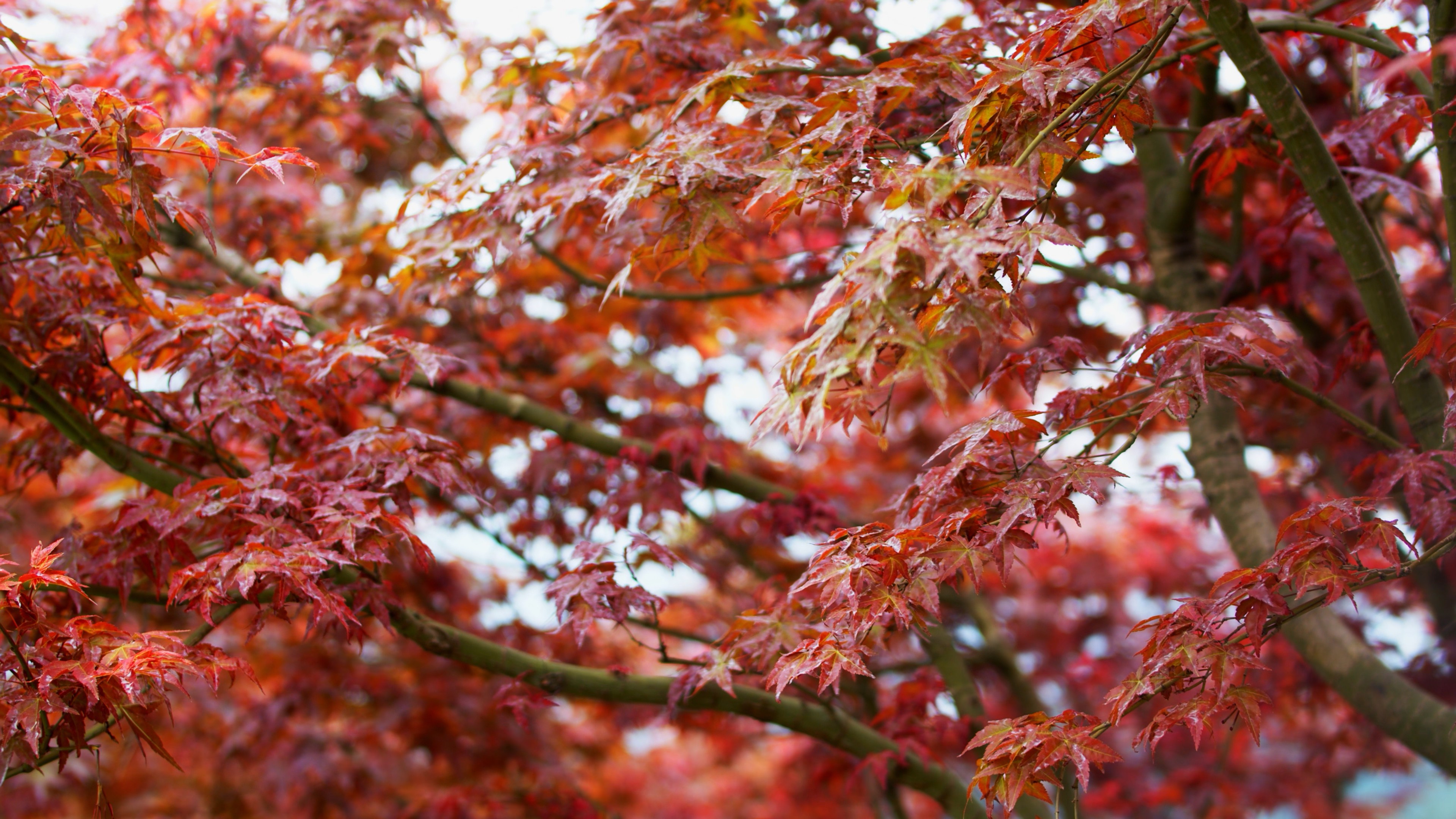 4K实拍秋天红色枫叶风景视频素材视频的预览图