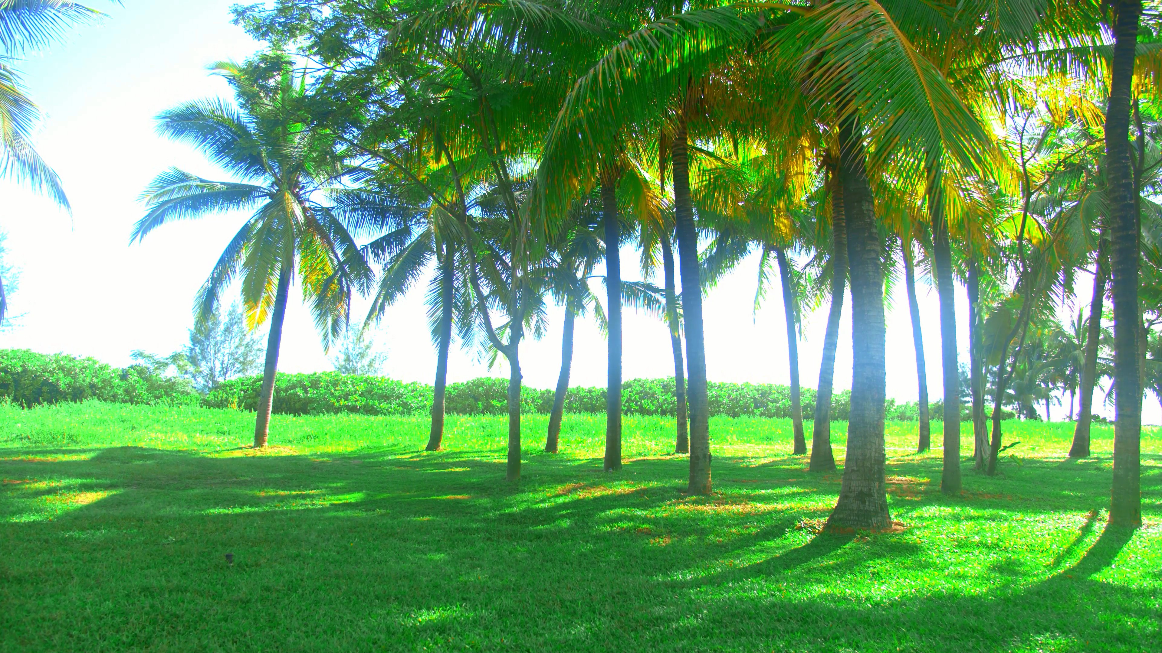 4K实拍阳光明媚下的椰子树视频素材视频的预览图