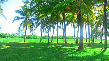 4K实拍阳光明媚下的椰子树视频素材视频的预览图