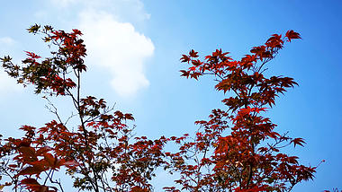 4K实拍秋天红色枫叶视频的预览图