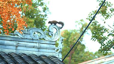 4K实拍秋天瓦房顶上松鼠视频素材视频的预览图
