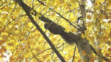 4K实拍秋天银杏树上的小松鼠视频素材视频的预览图