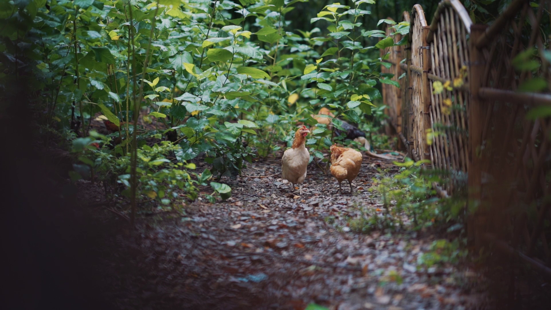 1080P农村院子里的鸡觅食视频的预览图
