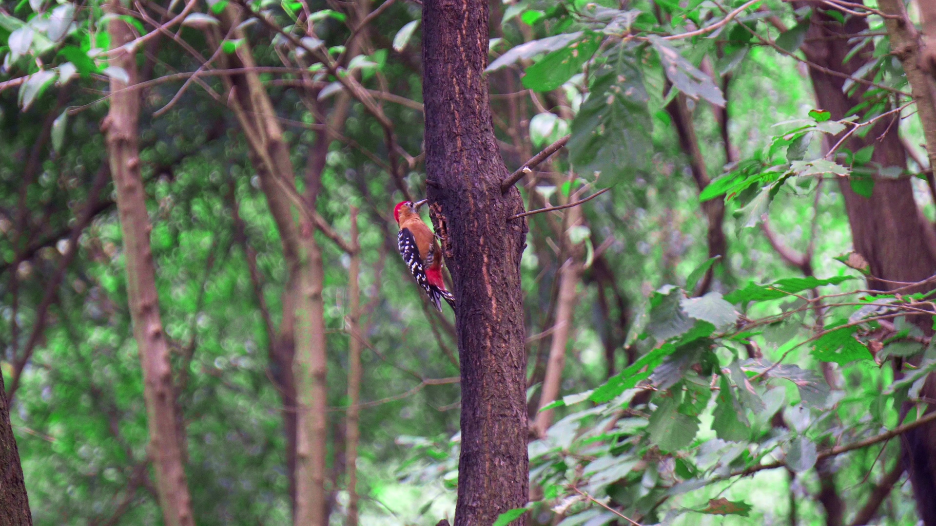 4K实拍啄木鸟在树上吃虫子视频素材视频的预览图